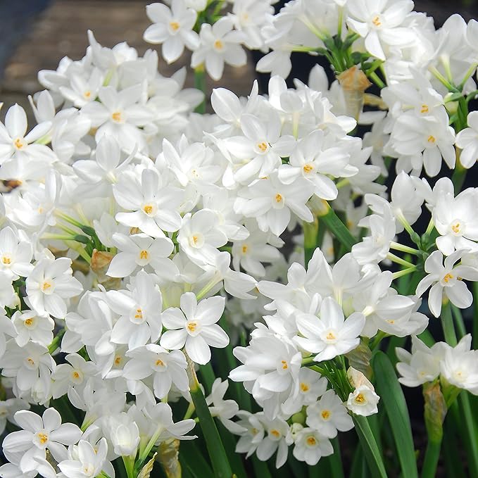 Easy to Grow Narcissus Paperwhite 'Ariel' Plant Bulbs (10 Pack) - Large Flower Bulbs for Indoor Forcing at Home, Fragrant Holiday Blooms