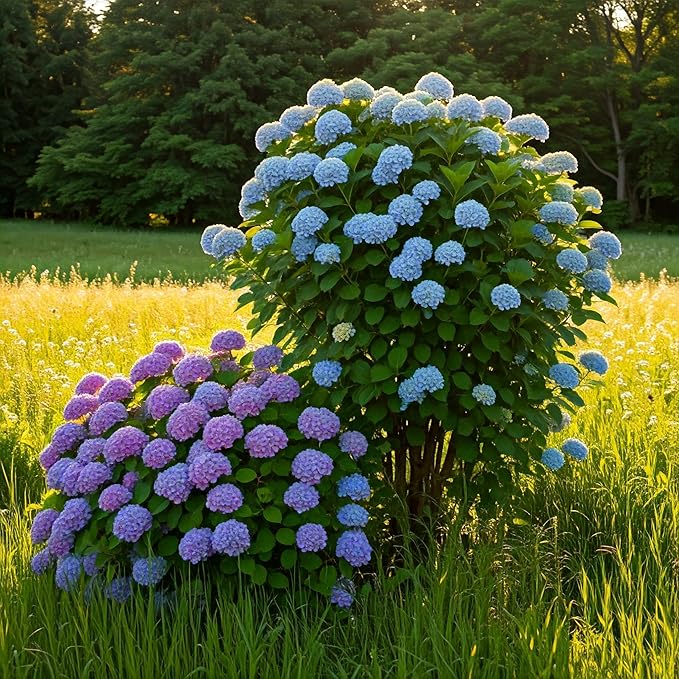Tree Grow Kit | Easy to use | Educational | Memorial Gift | Plant It for The Planet | Grow Your Own Tree |Wide Selection to Choose from (Hydrangea)