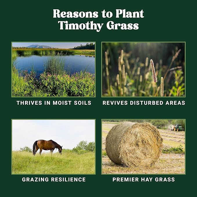 Nature’s Seed Timothy Pasture Grass Seed for Horse, Equine, Forage and Hay, Cool-Season Perennial, 5 Lbs