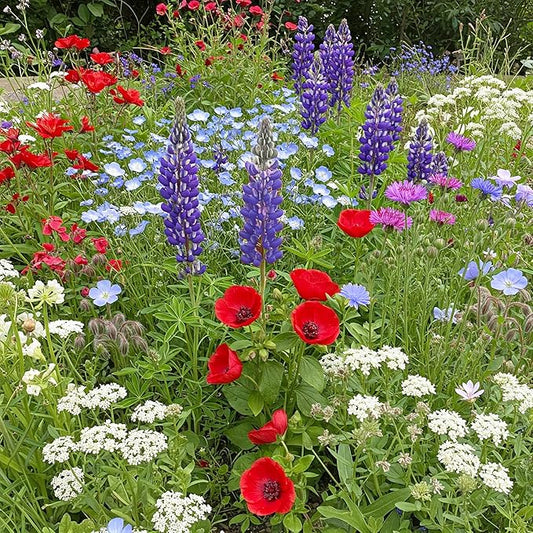 Ferry-Morse Red, White & Blue Mix Bulk Flower Seeds, 1lb
