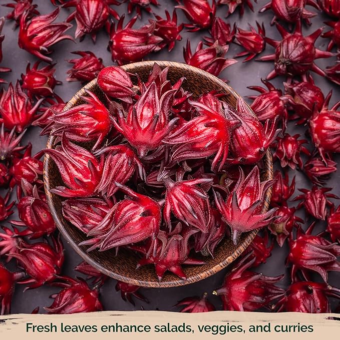 KVITER 150 Roselle Seeds for Planting (Hibiscus Sabdariffa) – Jamaican Sorrel/Cranberry Hibisco Seeds/Gongura Seed/Sour Leaf Seed – Perfect for Hibiscus Tea Organic, Outdoor & Indoor Garden