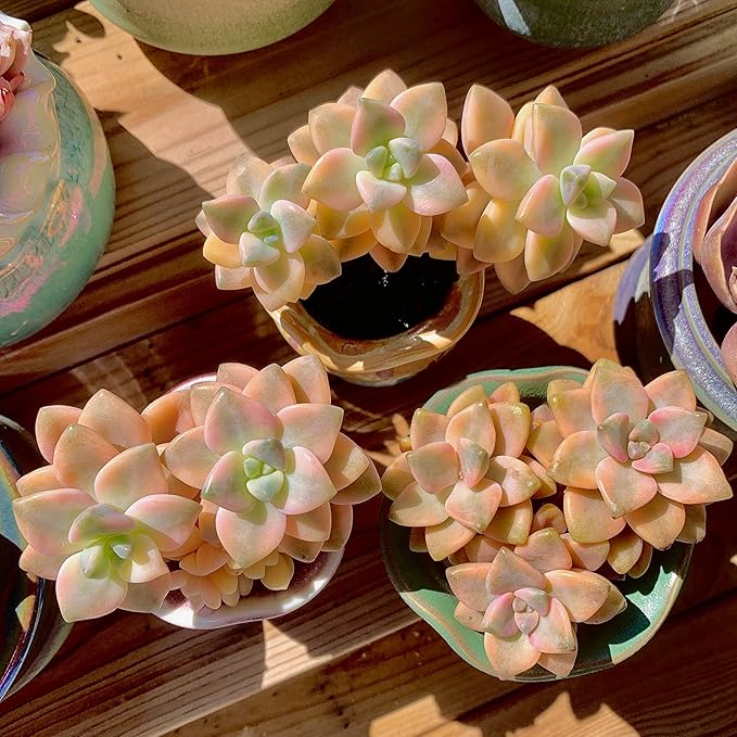 FWPP,Succulents Plants Live Graptoveria Paraguayense Bernalense Variegated, 2-3 Heads 4", Bare Root Without Pot Soil, Garden Indoor Office Desk, Wedding Baby Shower Decoration, Friend Lovers Gifts