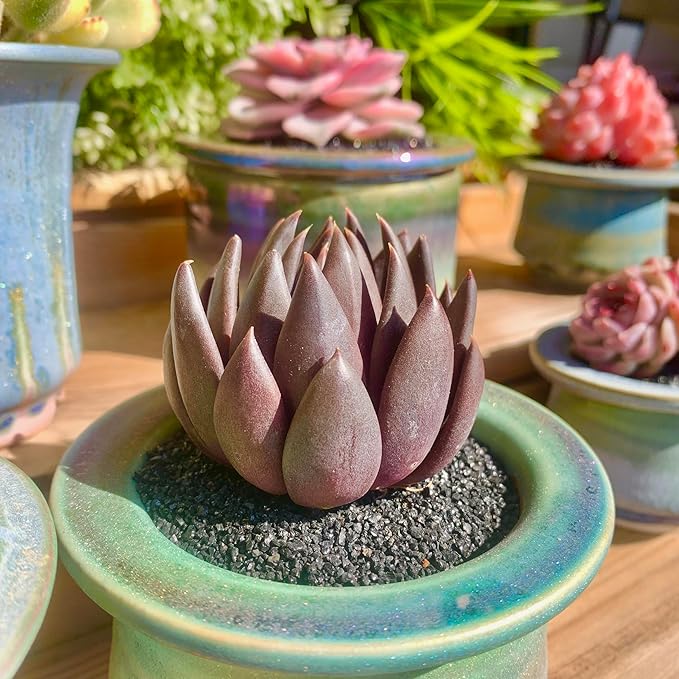 FWPP Live Succulents Plants Echeveria Affinis 2 inches,Rare Black Succulents Bare Root Without Pot Soil, Live Plants Indoor Office Decoration Wedding and Gift