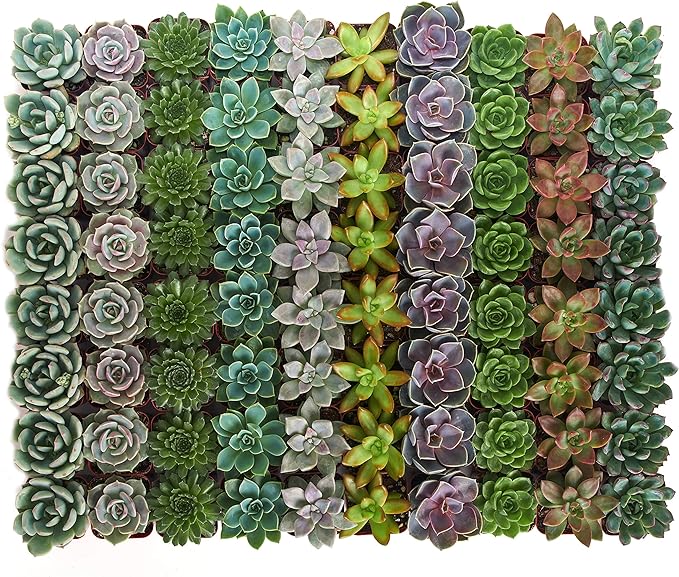 Shop Succulents Rosette Succulent Plant Pack Bulk Collection, Live Mini Succulent Plants, Low Maintenance, Floral Shaped Mix of Colors & Textures - Wedding and Party Favors, Gift & Garden, Pack of 128