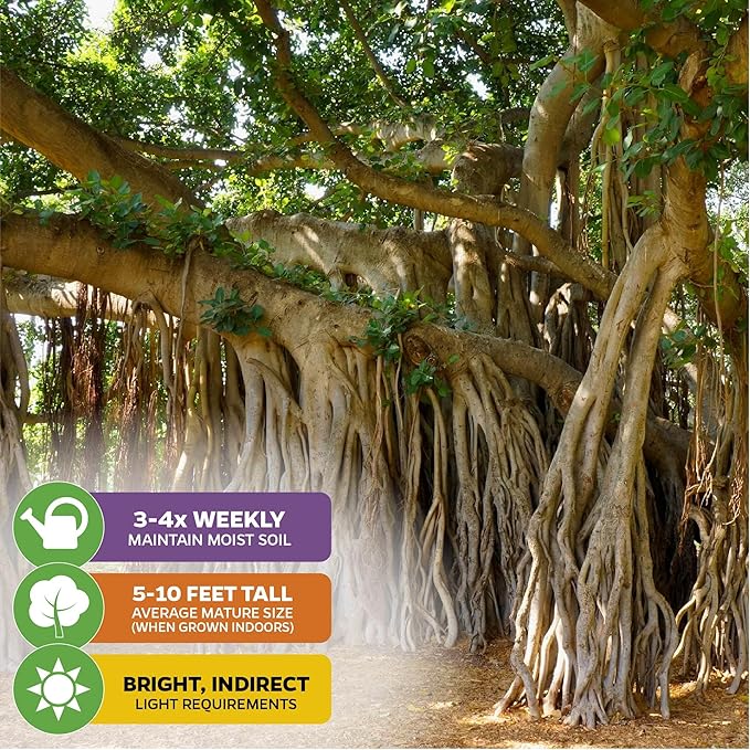Audrey Fig (Banyan Tree) Live Plant - Ficus benghalensis by Wellspring Gardens - Easy-Care Ornamental Beauty, Perfect Sacred Starter Plant for Your Home & Garden Elegance