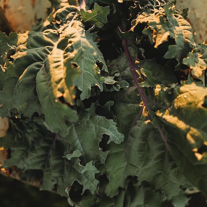 Red Russian Kale - 100 Seeds - Heirloom & Open-Pollinated Variety, Non-GMO Vegetable & Leafy Greens Seeds for Planting Indoors/Outdoors in Containers/Aerogarden/Home Garden, Thresh Seed Company