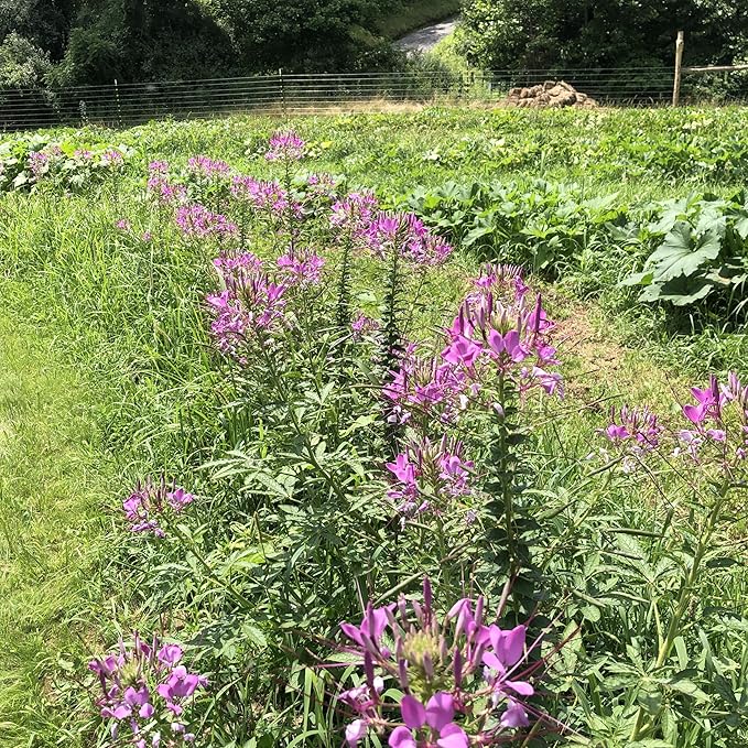 Spider Flower Seeds (Cleome hassleriana) 1000 Seeds (2 Grams)