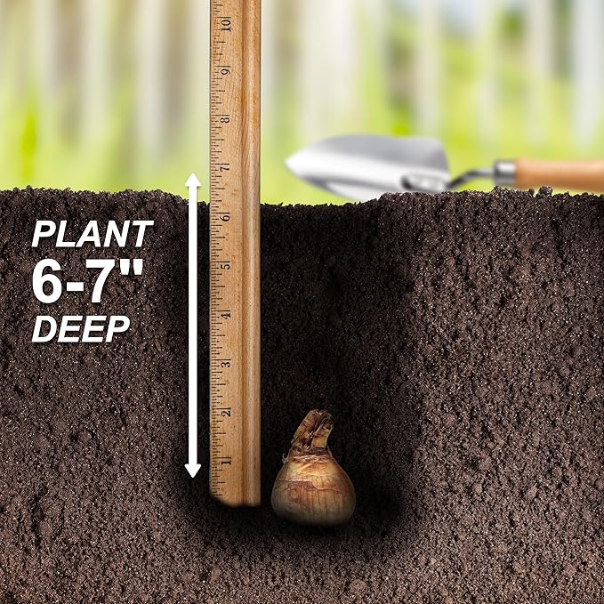 Garden State Bulb Pink Mix Daffodil Flower Bulbs, 14/16cm, Fall Planting (Bag of 250)