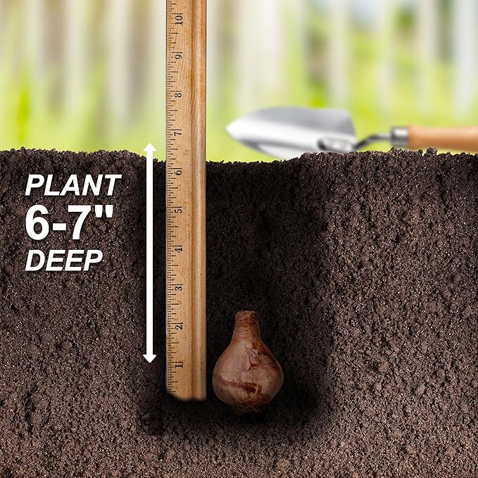 Garden State Bulb Narcissus Rock Garden Mix Daffodil Flower Bulbs, 12/14cm, Fall Planting (Bag of 250)