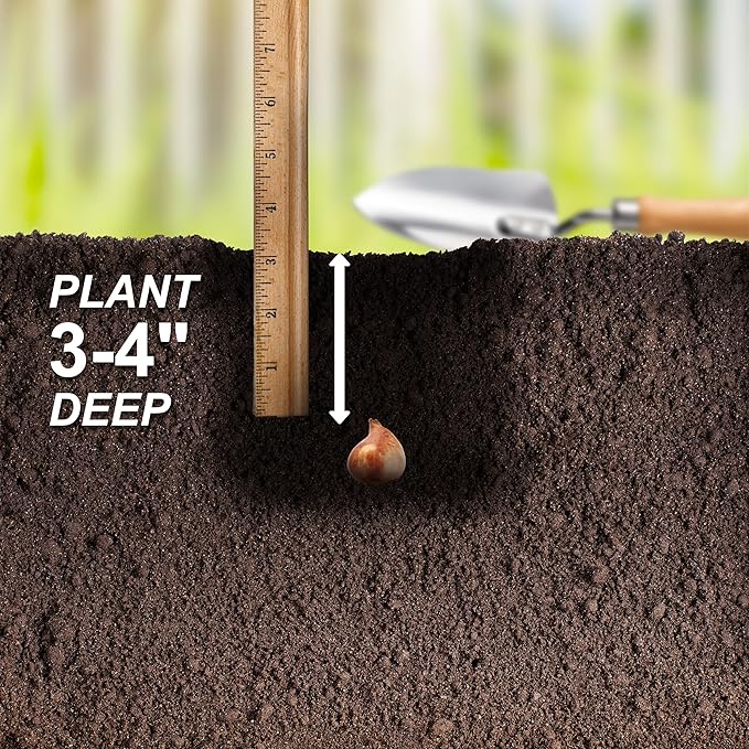 Garden State Bulb Wildflower Mix Multicolor Tulip Flower Bulbs, 6/+ cm, Fall Planting (Bag of 50)