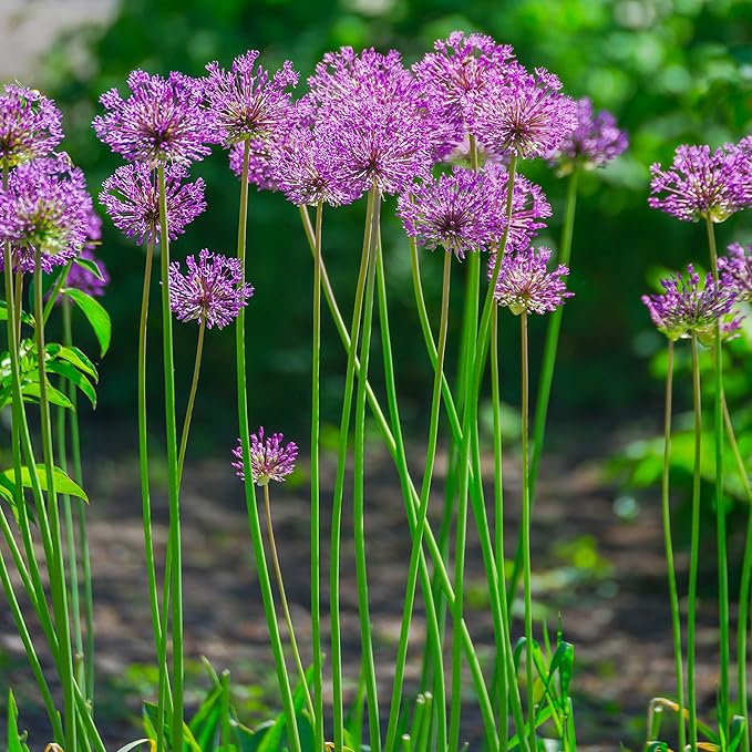 Easy to Grow Allium Purple Sensation 20 Plant Bulbs - Purple Globe Flowers in Spring to Summer, Outdoor Full Sun