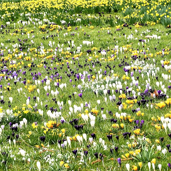 Easy to Grow Crocus Large Flowering Mix 60 Plant Bulbs - Violet, Yellow, & White Flowers in Early Spring, Full Sun Outdoor Zones 3-8