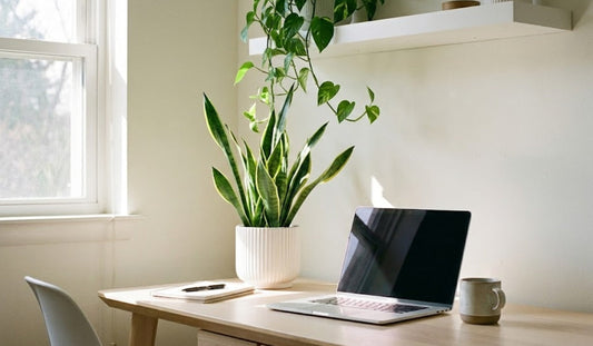 Back to Work: Top 3 Air-Purifying Plants to Boost Your Focus