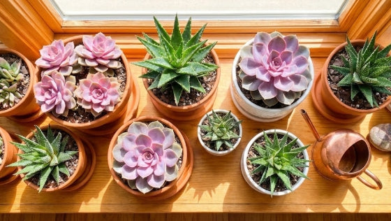 The "Unkillable" Garden: 3 Secrets to Keeping Succulents Alive