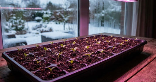 Dreaming of Spring: A Beginner’s Guide to Indoor Seed Starting