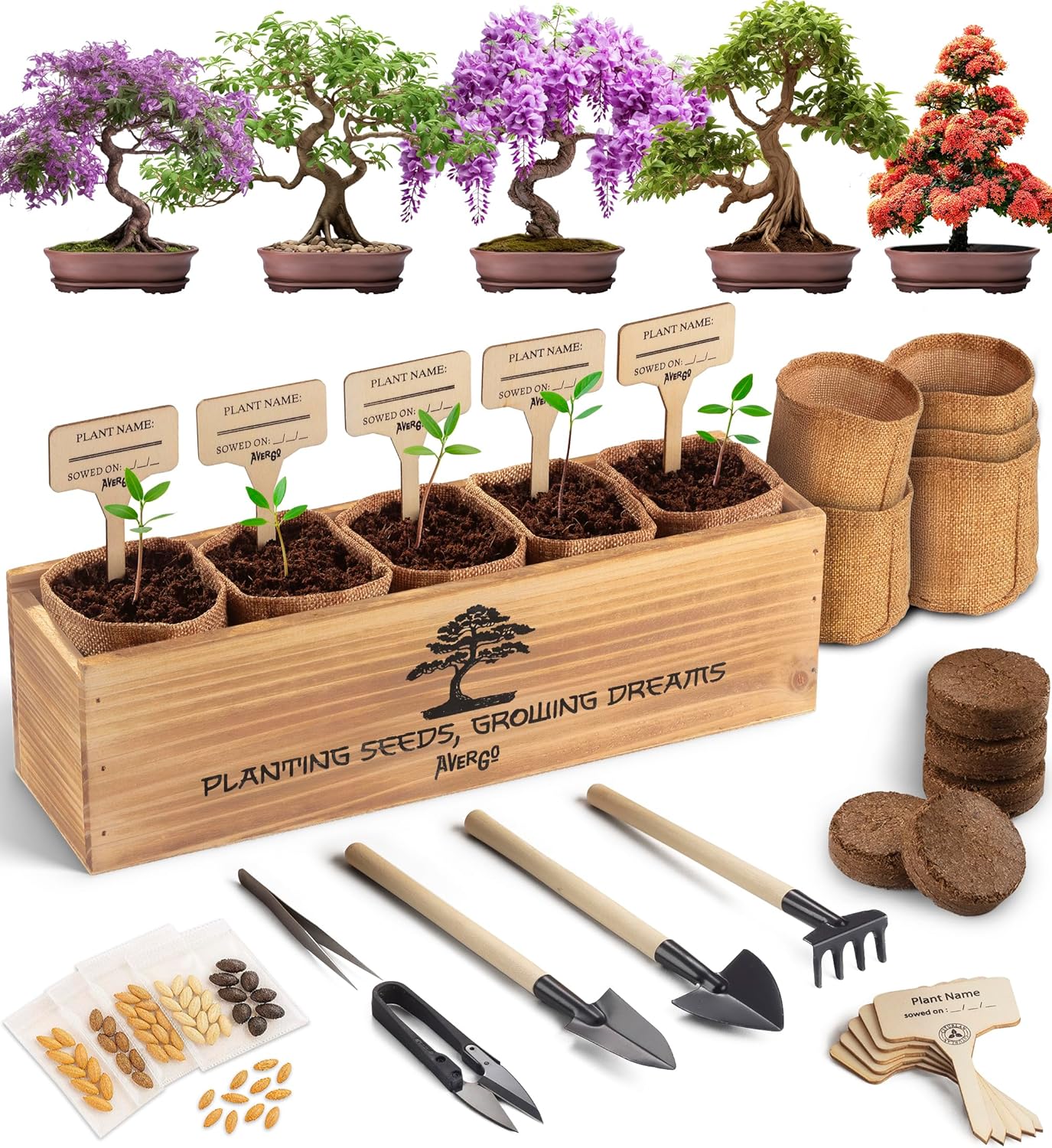 Assorted bonsai and tree seeds with miniature pots and young maple saplings.