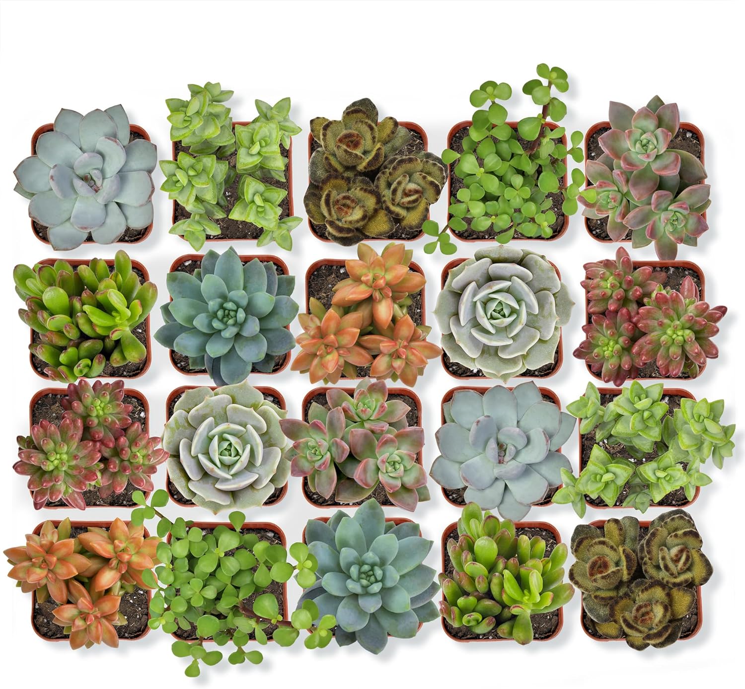 Assorted cactus and succulent seeds with small planters on a wooden table.