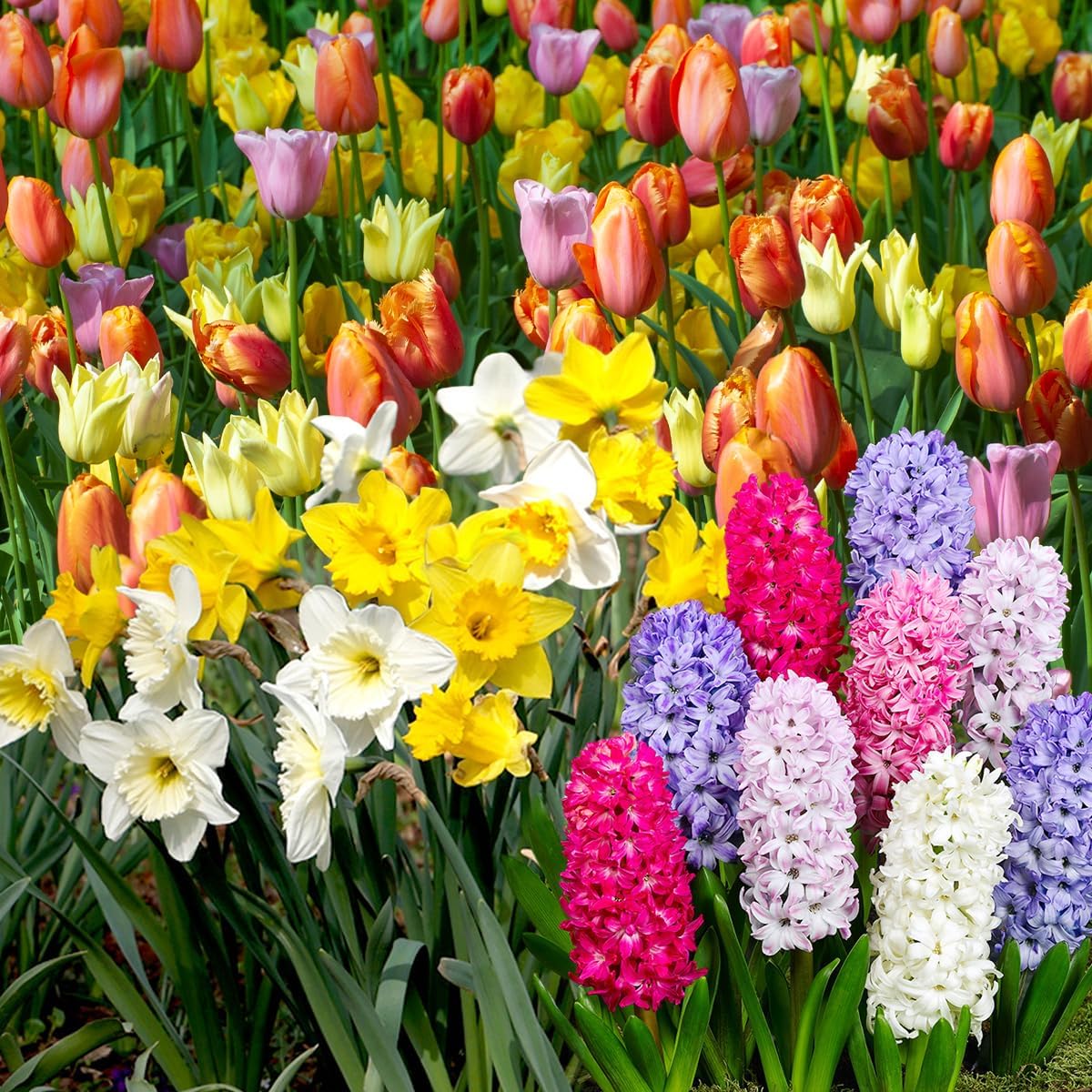 Colorful flower seeds and tulip bulbs arranged on garden soil for planting.