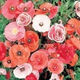 Bentley Seeds Old Glory Flower Mix - Pre Filled American Flag Seed Packets - 25 Annual Wildflower Seed Packs - Perfect Eco-Friendly Gift for DIY Gardeners or New Homeowners - Non GMO Seeds