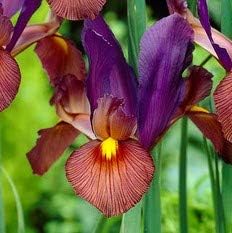 Easy to Grow Dutch Iris Tiger Eye 20 Plant Bulbs - Unqiue Burgundy & Purple Flowers in Spring to Summer, Full Sun Outdoor Zones 6-9