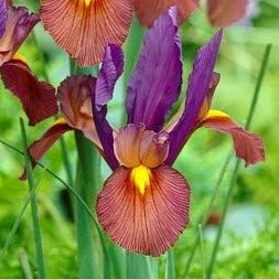 Easy to Grow Dutch Iris Tiger Eye 20 Plant Bulbs - Unqiue Burgundy & Purple Flowers in Spring to Summer, Full Sun Outdoor Zones 6-9