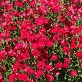 Bentley Seeds Old Glory Flower Mix - Pre Filled American Flag Seed Packets - 25 Annual Wildflower Seed Packs - Perfect Eco-Friendly Gift for DIY Gardeners or New Homeowners - Non GMO Seeds