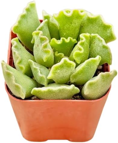 2" Unique Succulents Plants Live, Live Starter Succulent Plants, Easy Care House Plants Rooted in Succulent Soil Mix, by The Succulent Cult (Adromischus Cristatus)