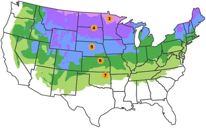 Norway Spruce Tree Seedlings | 6"-12" | Arbor Day Foundation (10-Pack)