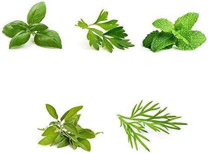Herb Garden Seeds Collection - 5 Culinary Herb Seeds Pack - Organic Basil, Parsley, Mint, Sage and Dill Seeds, Heirloom Non-GMO Seeds for Planting
