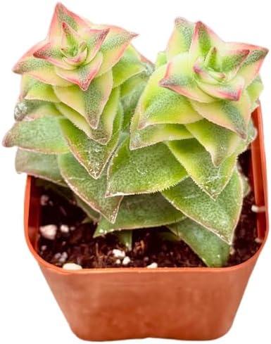 2" Variegated String of Buttons Unique Succulents Plants Live, Live Starter Succulent Plants, Easy Care House Plants Rooted in Succulent Soil Mix, by The Succulent Cult