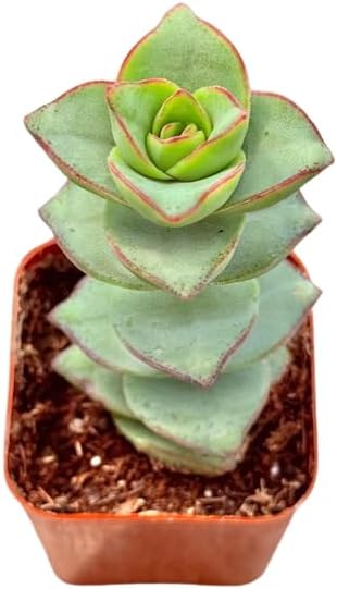 2" Crassula Ivory Towers Unique Succulents Plants Live, Live Starter Succulent Plants, Easy Care House Plants Rooted in Succulent Soil Mix, by The Succulent Cult