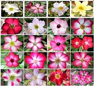 20 Desert Rose Seeds for Planting Mixed Color Ready to Grow Adenium Obesum Seeds Exotic Succulent Colorful Bonsai Plant Tropical Rose Flower Planting Non-GMO Heirloom