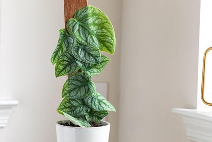 Gardenera Monstera Dubia Potting Mix - Perfectly Formulated for Unique Plant Needs - 4 Quart