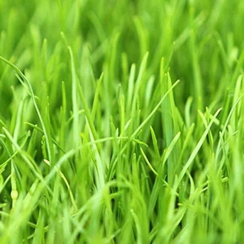 Annual Ryegrass Seeds for Planting - Premium Quality Rye Grass (5 Pounds)