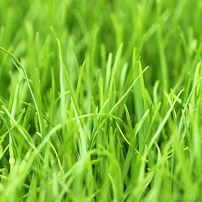Annual Ryegrass Seeds for Planting - Premium Quality Rye Grass (8 Pounds)