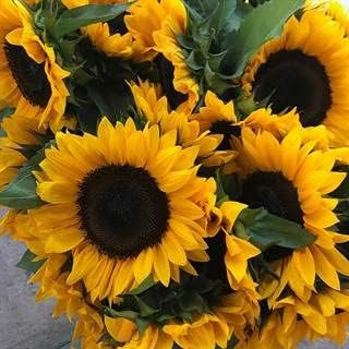 Park Seed ProCut Horizon Sunflower Seeds – Fast-Growing Annuals, Bright Yellow 4-Inch Blooms with Dark Centers, Ideal for Cut Flowers, Beds, Borders, and Pollinator Gardens, Pack of 50