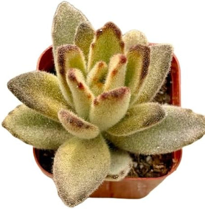 2" Unique Succulents Plants Live, Live Starter Succulent Plants, Easy Care House Plants Rooted in Succulent Soil Mix, by The Succulent Cult (Kalanchoe Tomentosa Chocolate Soldier)