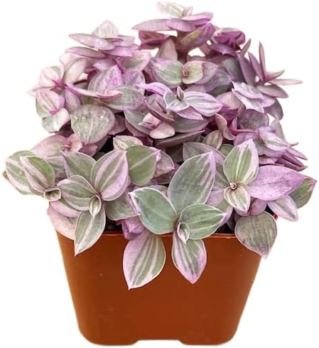 Succulents Plants Live 2" Callisia Repens Pink Lady, Live Mini Succulent Plants, Easy Care House Plants Rooted in Succulent Soil Mix, by The Succulent Cult