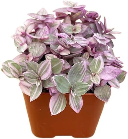 Succulents Plants Live 2" Callisia Repens Pink Lady, Live Mini Succulent Plants, Easy Care House Plants Rooted in Succulent Soil Mix, by The Succulent Cult