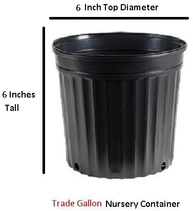 Purple Ghost Japanese Maple - Live Plant - Trade Gallon Pot