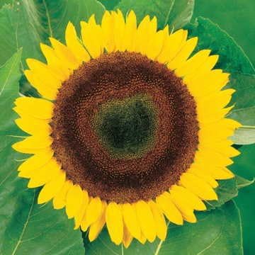Park Seed Giganteus Sunflower Seeds – Giant 12-Inch Blooms with Seed-Rich Centers on 10-Foot Tall Plants, Ideal for Birds, Borders, and Garden Displays, Easy to Grow, Pack of 50