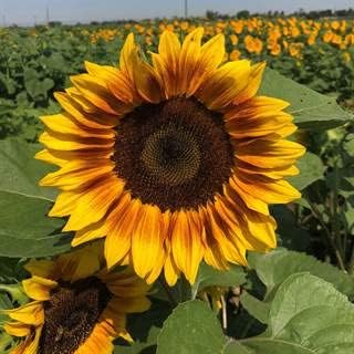 Park Seed ProCut Bi-Colour Sunflower Seeds – Mahogany Red Petals with Yellow Tips, Easy to Grow 4-Inch Blooms, Ideal for Cutting and Wildlife Gardens, Pack of 50