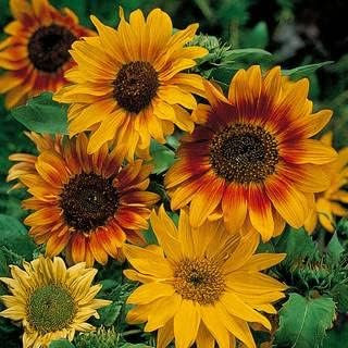 Park Seed Autumn Time Sunflower Seeds – Fall-Color Blend with Solid & Bicolor Blooms, Easy to Grow Mid-Height Variety for Pollinators, Cutting Gardens, and Kids, Pack of 50