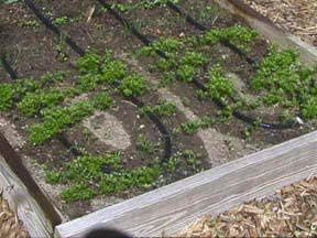 Rocky Mountain Goods 75-Foot Flat Soaker Hose - Heavy Duty Double Layer Design - Saves 70% Water - Consistent Drip Throughout Hose - Garden/Vegetable Safe