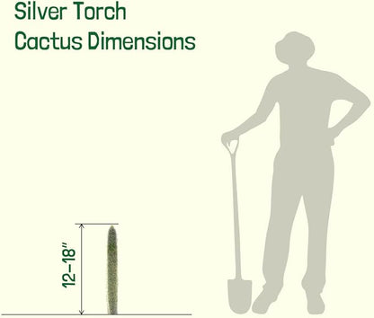 Cactus Outlet - Cactus Plants Live, Live Plants Outdoor & IndoorUse, Live Cactus, Silver Torch