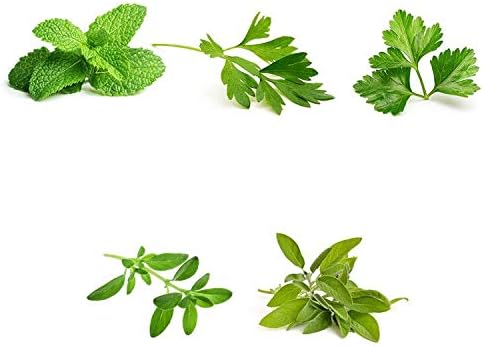 Herb Garden Seeds Collection - 5 Culinary Herb Seeds Pack - Organic Mint, Parsley, Cilantro, Thyme and Sage Seeds, Heirloom Non-GMO Seeds for Planting