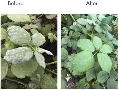 Plant Wash Lost Coast Plant Theraphy Concentrate 32 floz (Packaging May Vary)