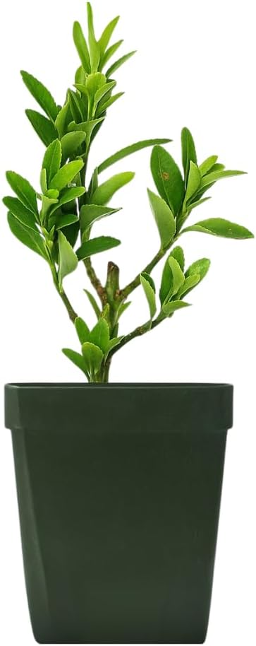 Live Bonsai Tree Starter Boxleaf Euonymus Plant, Japanese Spindle Tree, Indoor Outdoor Dwarf Shrub (Plastic Nursery Pot)