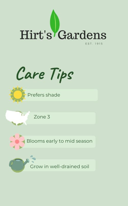 Northern Exposure™ Silver Heuchera - Coral Bells - Gallon Pot