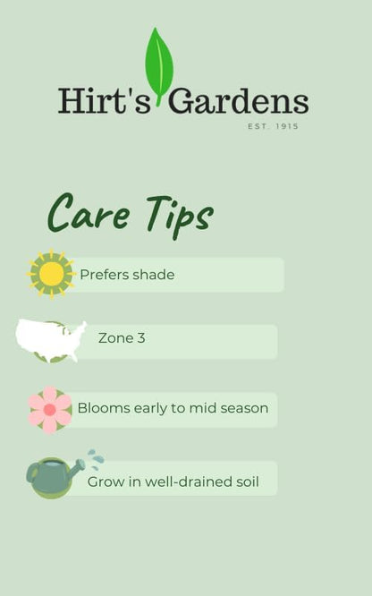 Northern Exposure™ Silver Heuchera - Coral Bells - Gallon Pot